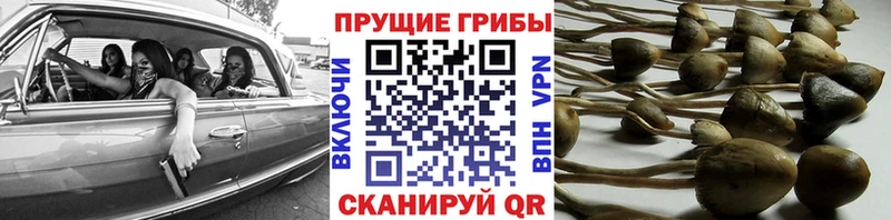 Купить закладки  Тюкалинск  Псилоцибиновые грибы MAGIC MUSHROOMS 